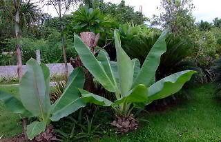 50 Dwarf Banana flower seeds, Ensete Superba, not plant