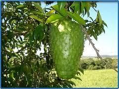 60 Fresh Leaves for Tea Graviola soursop guanabana guyabano hojas para