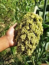 WORLDS FASTEST GROWING SORGHUM*100 seeds*SWEET *E z GROW*syrup*BEER