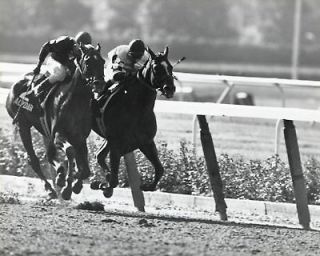 1978 Steve Cauthen Affirmed Belmont Stakes Triple Crown Horse Racing