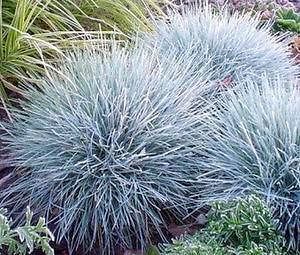 BLUE FESCUE Festuca Glauca Ornamental Grass Bulk Seeds