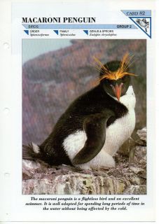 FFM82   Birds   Macaroni Penguin   Fact file Card