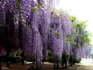 Blue Chinese Wisteria Vine, Wisteria sinensis, Seeds (Fast, Showy)