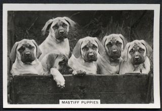 MASTIFF PUPPIES SENIOR SERVICE 1939 DOG PHOTO CIGARETTE / TOBACCO CARD