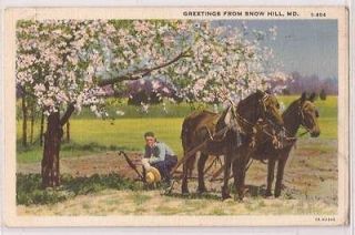 1941 Snow Hill, Maryland Postcard Farmer w/ Horse Team & Tree in