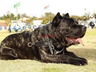 Tracking/ Walking Leather Dog Harness H5   Cane Corso