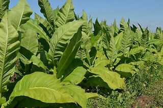 Newly listed 1000 tobacco Virginia gold seeds