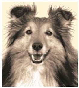 SHELTIE, SHETLAND SHEEPDOG   dog Complete counted cross stitch kit