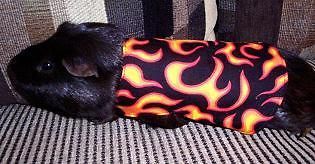 Orange Red Flames Guinea Pig Clothes Costume   Great Coat   ll