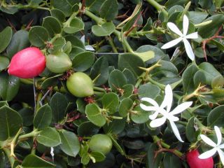 Natal Plum, Carissa macrocarpa, (Carissa grandiflora), Shrub Seeds