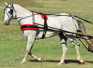 DRAFT SIZE*BLACK BIOTHANE with Silver Spots & RED PAD Driving Horse