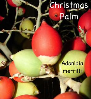 Adonidia merrilli ~CHRISTMAS PALM~ Excellent PATIO OUTDOOR TREE 50