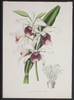 1860 Linden H C Litho Orchid Laelia Purpurata