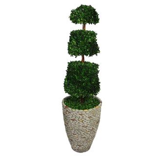 Laura Ashley 58 inch Tall Preserved Natural Spiral Boxwood Cone Topiary In Fiberstone Planter