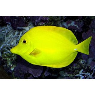 Yellow Tang   Medium