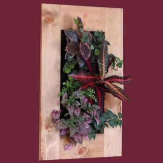 Bright Green Roofs and Living Walls Wall Mounted Living Wall Frame   Oak